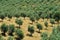 Rural landscape. Olive grove. Portugal