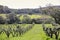 Rural landscape with olive trees, lots of green and blue sky