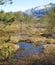 Rural landscape of an overgrown meadow with uncultivated wet marshland. Copyspace with dry grass and wetland on a swamp