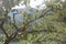 Rural landscape persimmon tree with orange fruit