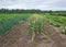 Rural landscape with a potato field and beds of garlic, onions and beans