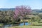 Rural landscape, purple ipe tree and small lake 01