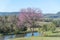 Rural landscape, purple ipe tree and small lake 03