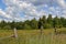 Rural landscape with a rickety fence