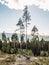 A rural landscape scenery of a quiet coniferous forest with tall fir trees and cutted tree stump