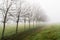 Rural landscape shrouded in fog in winter