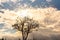 Rural landscape and silhouette of a tree at dawn in southern Brazil