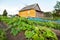 Rural landscape with small wooden house and vegetable garden