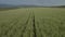 Rural landscape of still green ears of wheat ripening in a field swaying in wind