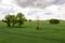 Rural landscape before the storm, lonely trees in the middle of a green agricultural field