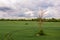 Rural landscape before the storm, withered tree in the middle of a agricultural field, drone photo