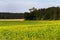 Rural landscape in swabian alb with mustard field