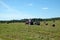 Rural landscape with tractor working in the long field with many rolled dry hay at the edge of the forest on summer day