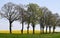 Rural landscape with trees along the roadside and field of oilseed rape