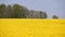 Rural landscape with trees along the roadside and field of oilseed rape