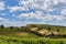 Rural landscape with vines growing in the hills