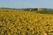 Rural landscape with vineyard