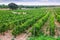 Rural landscape with vineyards field