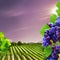 Rural landscape vineyards. Green vines on hills with trees and mountains