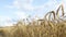 Rural landscape. The wheat field in summer day. Mature ears wave on a wind.