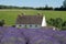 Rural landscape with white house overlooking lavender fields on a flower farm in the Cotswolds. Green hill behind.