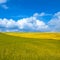 Rural landscape. Yellow and green field with cloudy blue sky