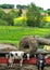 Rural landscape with young cows