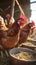 Rural life Chickens in the henhouse on a chicken farm