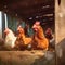 Rural life Chickens in the henhouse on a chicken farm