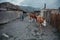 Rural life. The children herding calves. Republic of Altai, the village Aktash, July 2018