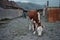 Rural life. The children herding calves. Republic of Altai, the village Aktash, July 2018