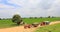 Rural life in India: wheat fields and 2 tractors