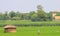 Rural life in India: wheat fields, farmers, huts