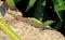 Rural lizard (podarcis sicula)