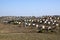 Rural Low Cost Houses Bordering Sugar Cane Field