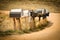 Rural Mailboxes In Afternoon Sunshine