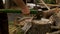 A rural man cuts wood with an axe and makes a peg for construction. Close up