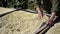 Rural man drying coffee beans in solar dryer,