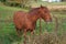 Rural Maryland Farm Horse