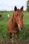 Rural Maryland Farm Horse and Green Grass