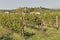 Rural mediterranean garden with vineyard