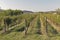 Rural mediterranean garden with vineyard and fruit trees