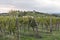 Rural mediterranean landscape with vineyards and village at sunset, Slovenia