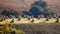 Rural mexican field landscape