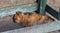 Rural mongrel dog sleeps in the yard in a wooden pen