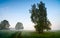 Rural morning foggy landscape with trees