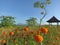 Rural morning view with clear blue sky over the field. Beautiful nature scenery surrounding orange marigold plants with hut.