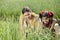 Rural mother with daughter in agricultural field