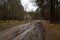 Rural muddy dirt road in early spring after rain against a background of bare trees and green firs.