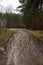 Rural muddy dirt road in early spring after rain against a background of bare trees and green firs. Off-road